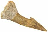 Bargain, Fossil Sawfish (Onchopristis) Rostral Barb - Morocco #311222-1